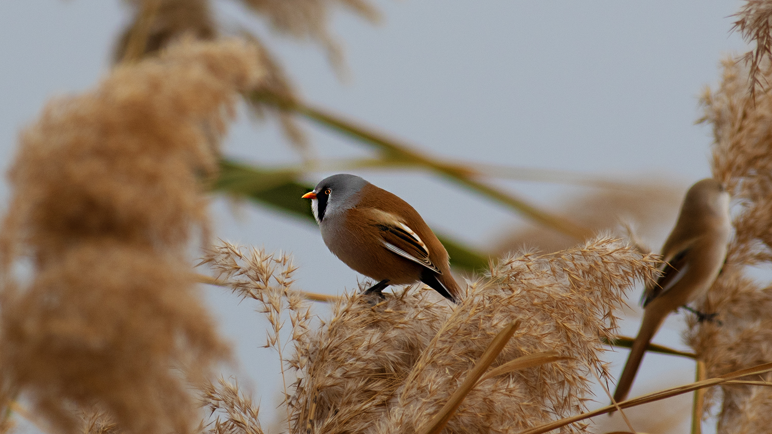 Bearded Reedling